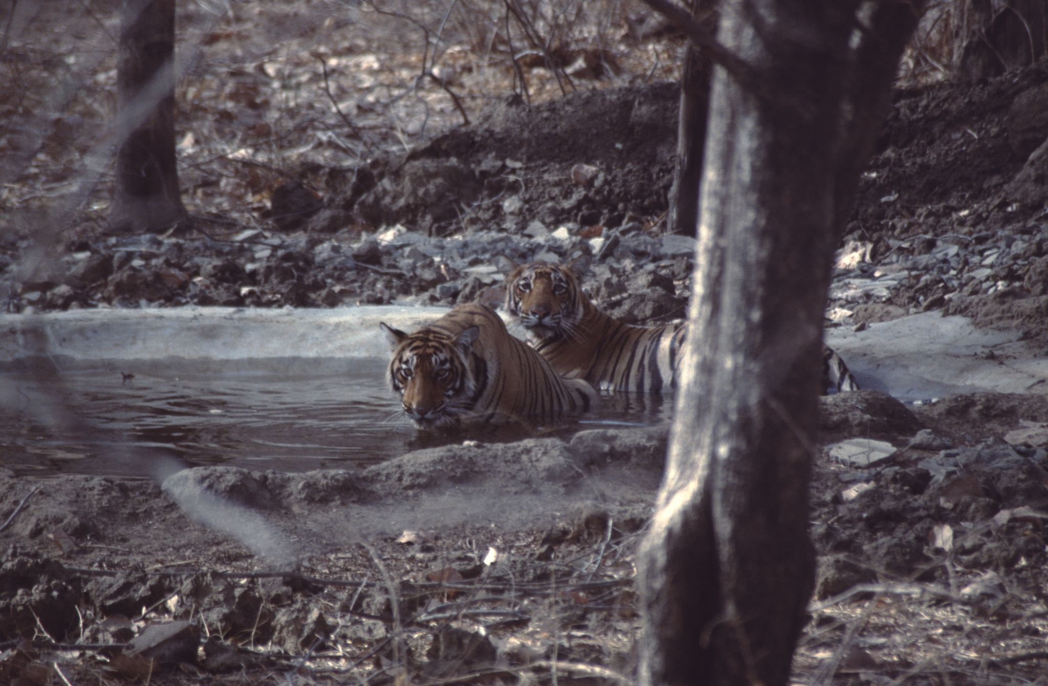 The image shows two tigers in the water near some trees, surrounded by stones and dry leaves on the...
