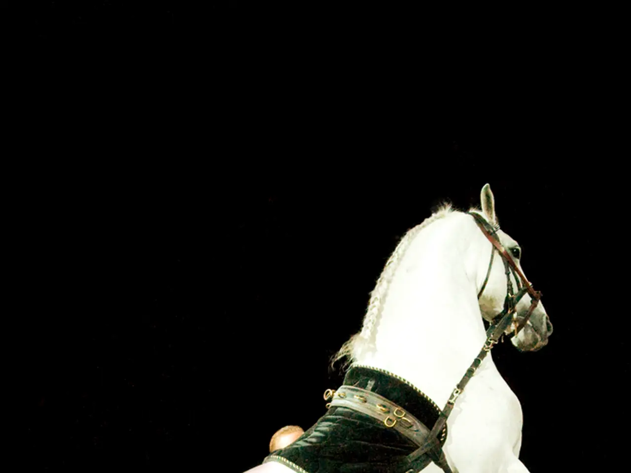 In this image I can see the horse and the horse is in white color and I can also see the person and...