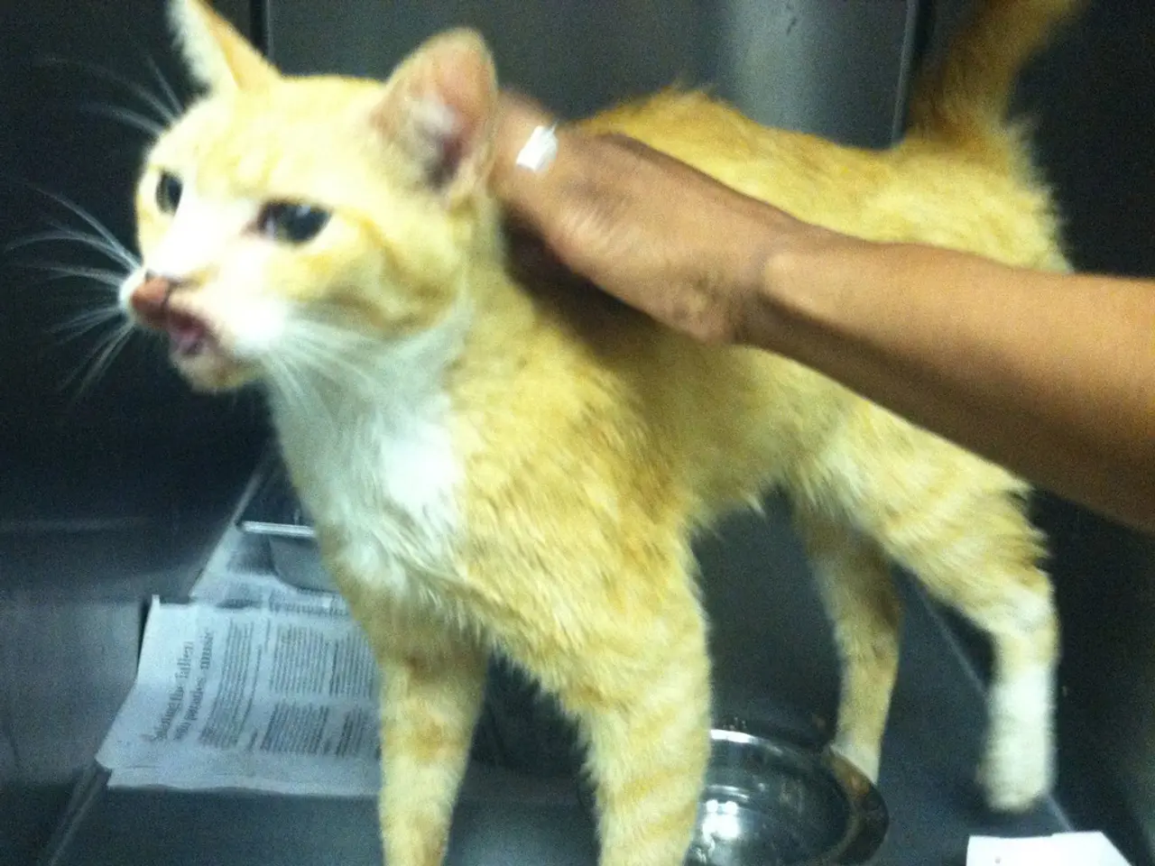 Here in this picture we can see a cat present on the table and we can also see a newspaper and a...