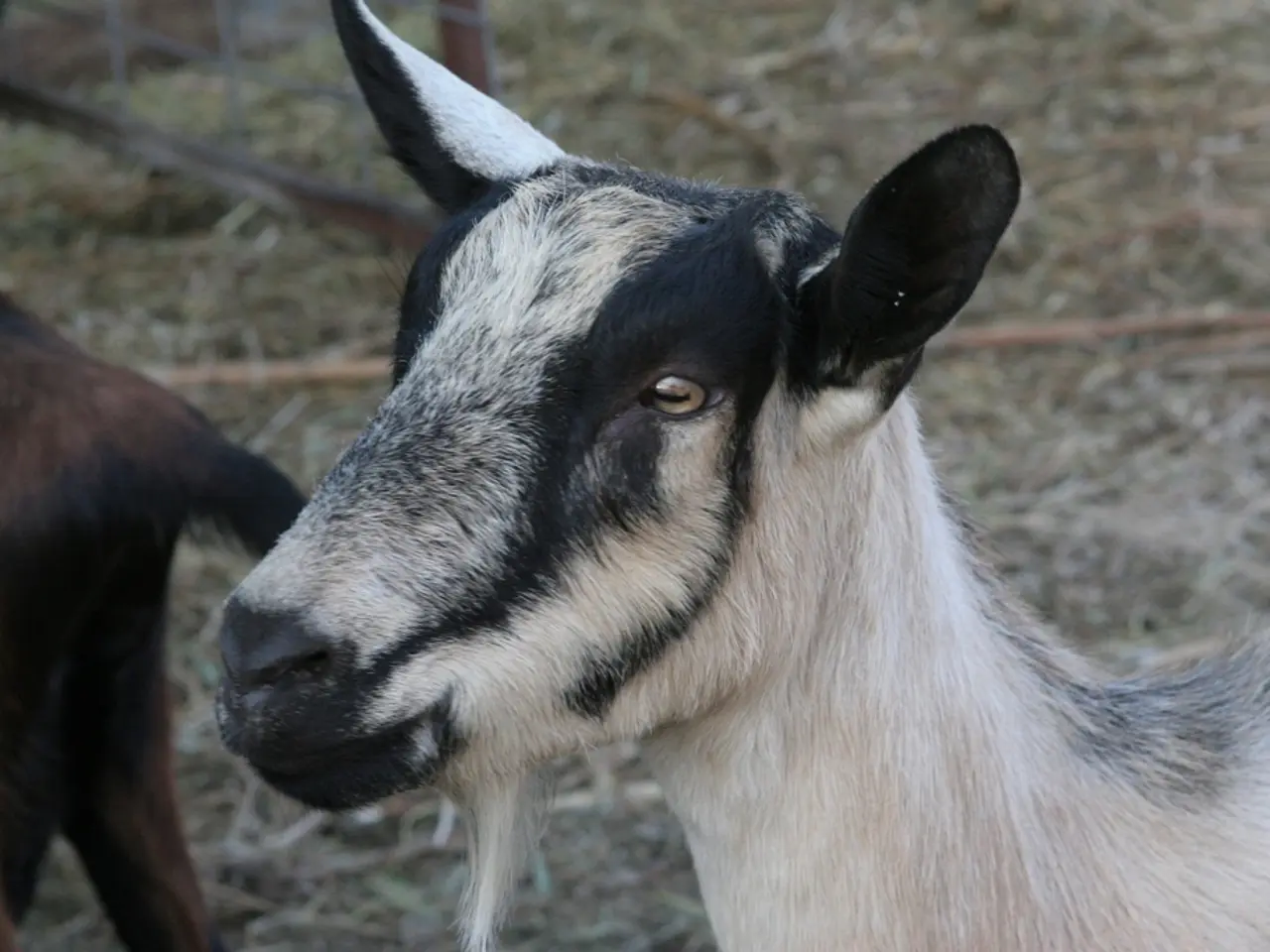 There is a goat which is in white and black color and there is another goat beside it which is in...