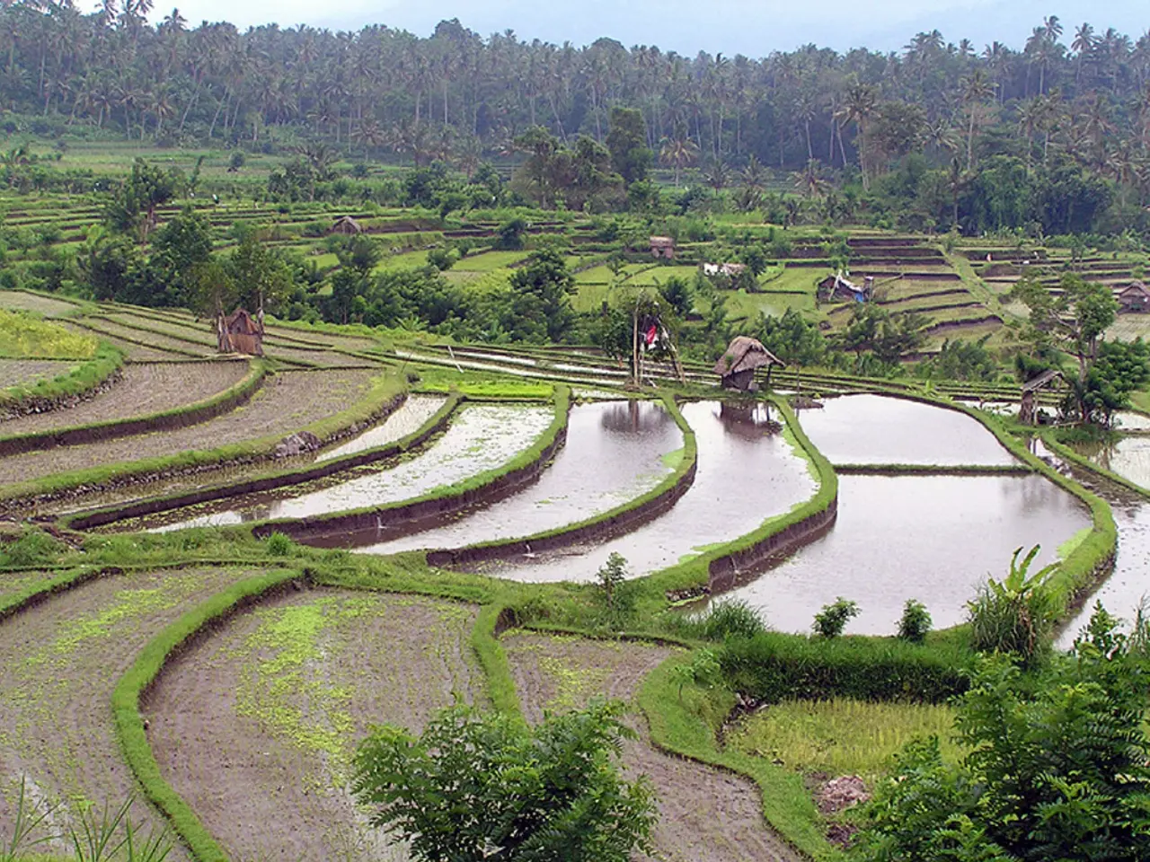There is greenery, water and few huts in the foreground area of the image and there are trees and...
