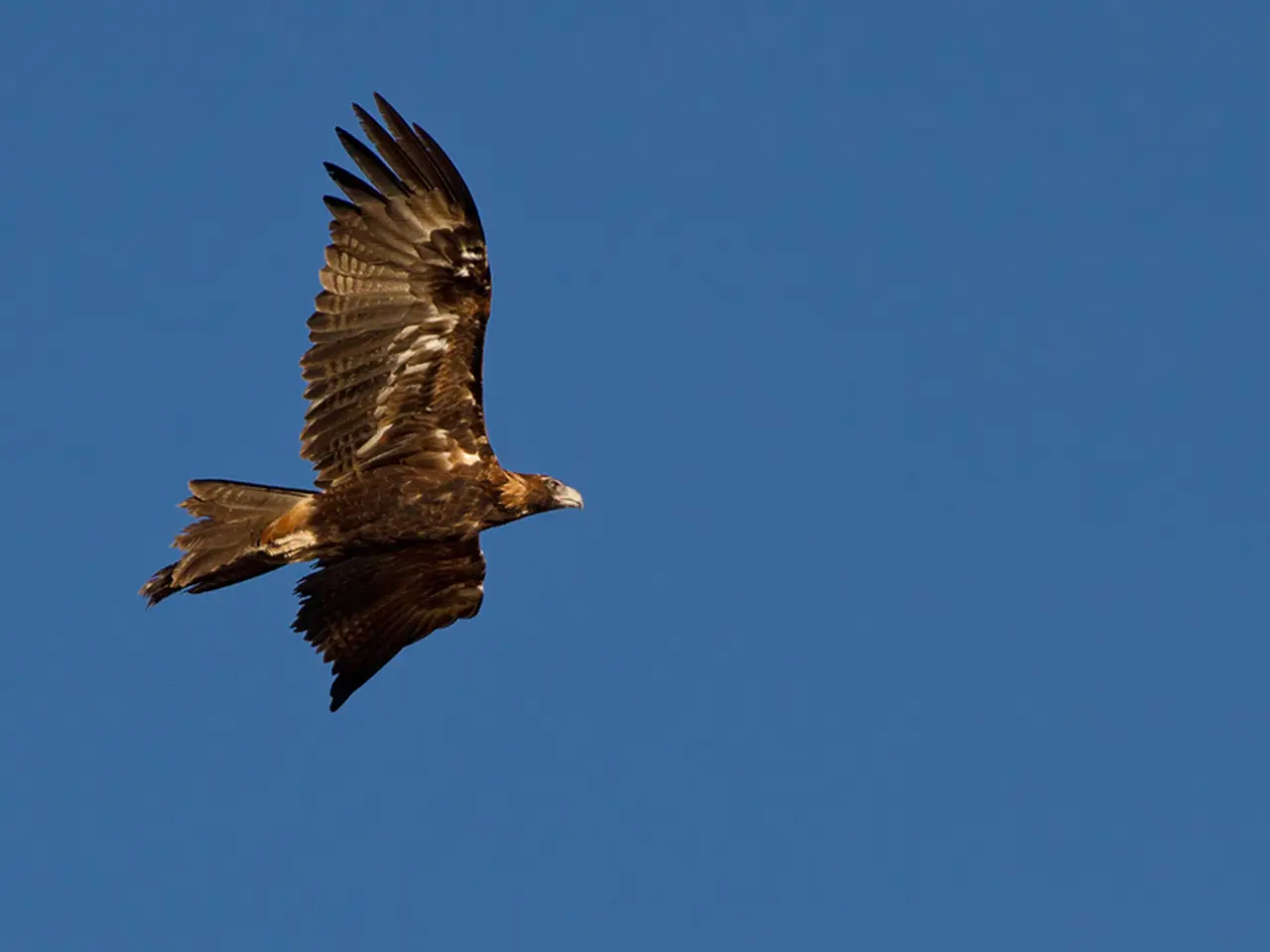 In this image I can see an eagle is flying in the air. This is the sky.