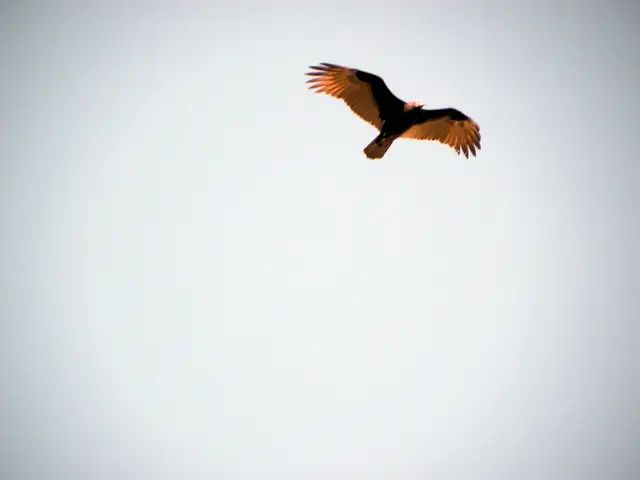 In this image in the center there is a bird flying in the sky.