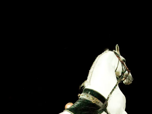 In this image I can see the horse and the horse is in white color and I can also see the person and...