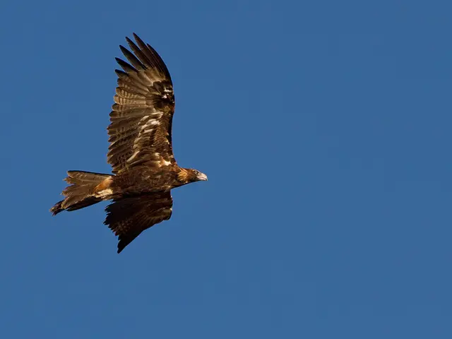 In this image I can see an eagle is flying in the air. This is the sky.