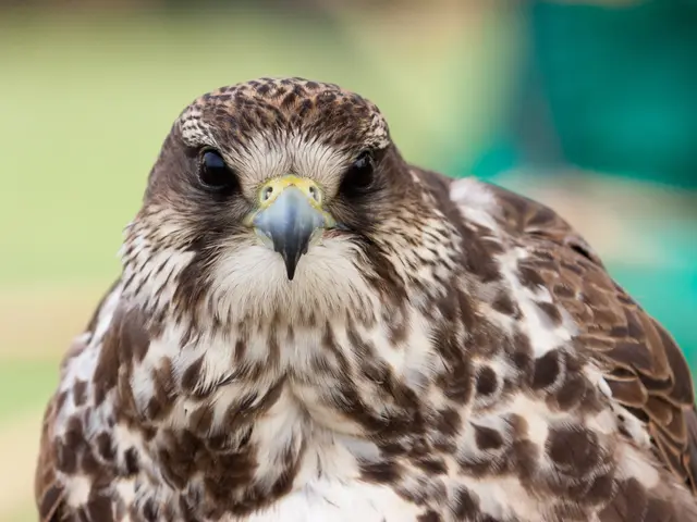 This picture is of a hawk which is in brown and white color.