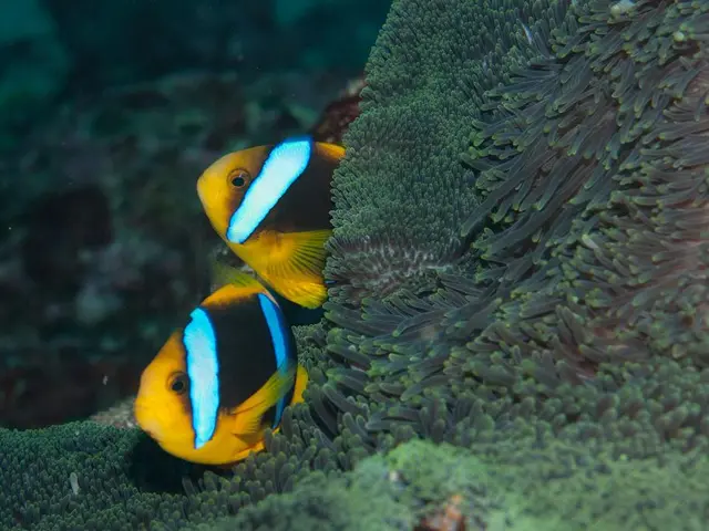 In this image we can see two fishes in the water. In the background, we can see coral reef.