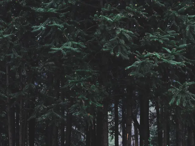 The image shows a forest filled with lots of tall spruce trees, their branches reaching up towards...