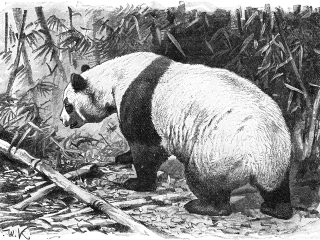 The image shows a black and white drawing of a panda bear standing on the ground surrounded by...