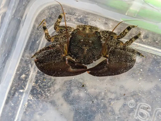The image shows a large American lobster in a plastic container on a table. The lobster is brown...