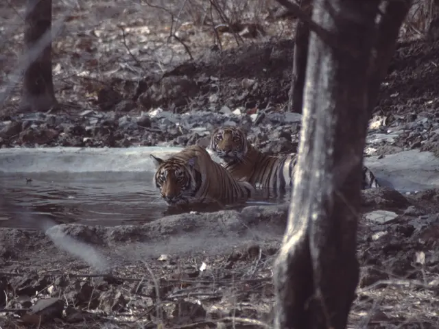 The image shows two tigers in the water near some trees, surrounded by stones and dry leaves on the...