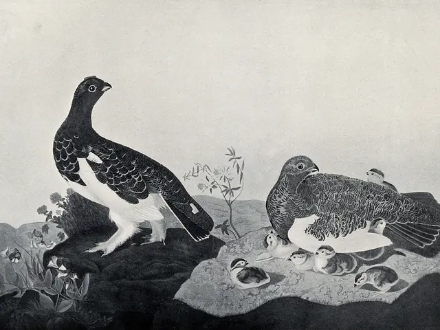 The image shows a black and white drawing of a ptarmigan perched atop a rock surrounded by plants...